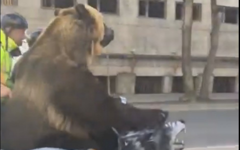 В центре Сыктывкара медведь катается на мотоцикле (видео)