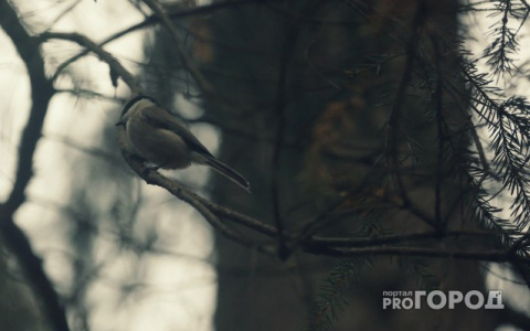 Погода в Сыктывкаре на 5 июня: будет прохладно