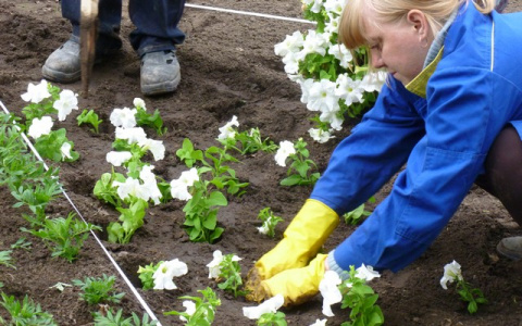 В Сыктывкаре высадили цветники у главных памятников города
