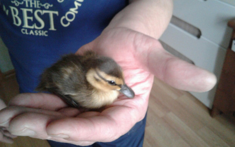 Одинокие утята переходили оживленную трассу в центре Сыктывкара (фото)