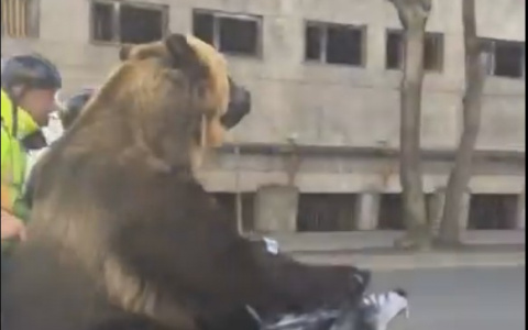 Сыктывкарцы о медведе-мотоциклисте: «Это же фейк»