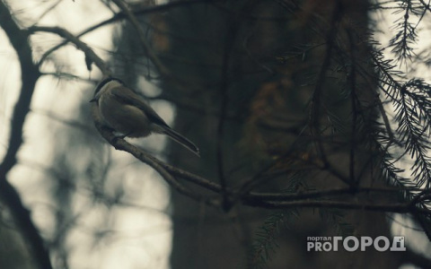 Погода в Сыктывкаре на 6 июня: ожидается дождь