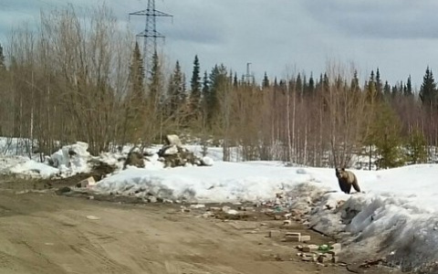 В Коми на трассу рядом с городом вышел медведь (видео)