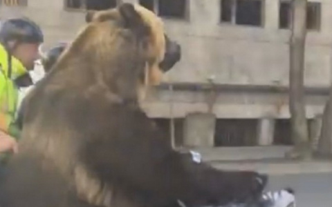 Медведь, который разъезжал на мотоцикле в Сыктывкаре, прославился на всю Россию