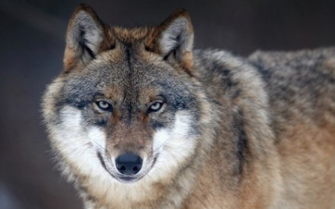 Дачные поселки Сыктывкара атаковали волки