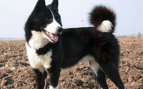 В Сыктывкаре появился Хатико, который ждет своего хозяина на обочине трассы