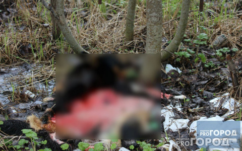 На живодеров, которые расчленили собаку в Сыктывкаре, завели уголовное дело