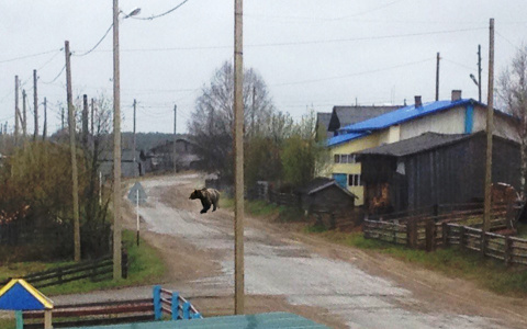 В Коми в центре села гуляли медведица с медвежатами