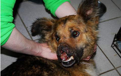 Новости России: собака без носа и труп 3 месяца пролежавший в больнице