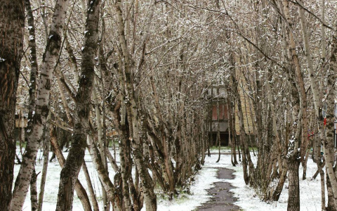 В Коми в июне выпал снег (фото, видео)