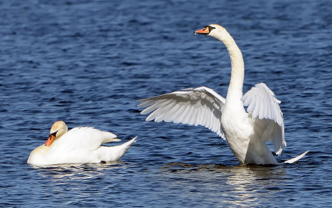 Под Сыктывкаром поселилась стая из 13 лебедей (фото)