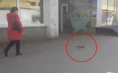 В Сыктывкаре на Коммунистической в районе «кольца» носилась белка (видео)