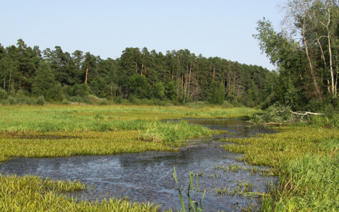 В кустах близ одной из деревень Коми найдено тело мужчины