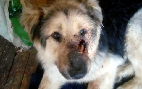 Зоозащитники Коми пытаются спасти собаку, которой прострелили морду