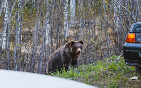 В Коми молодой медведь ходит у городской больницы в поисках еды (фото)