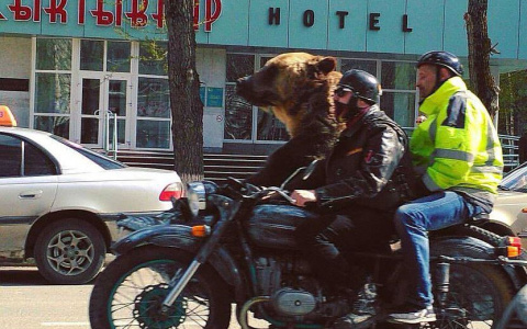В Сыктывкаре работник цирка угнал мотоцикл, в котором по городу катали медведя