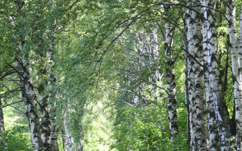 Сыктывкарцы бьют тревогу: около их домов собираются вырубить деревья