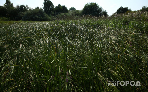 Погода в Сыктывкаре на 18 июня: будет тепло