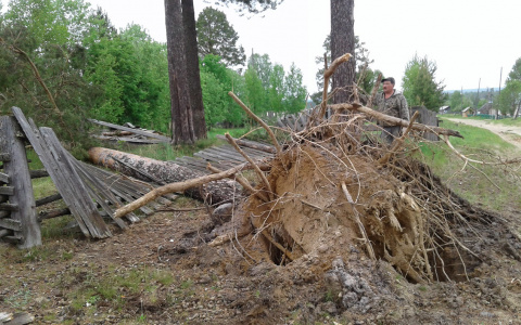 В Коми смерч с корнем вырывал вековые деревья (фото)