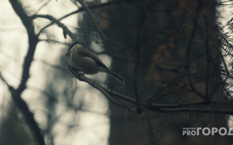 Погода в Сыктывкаре на 19 июня: в Сыктывкаре наконец потеплеет