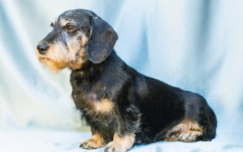 Как PG11.ru помог жителям Коми на прошлой неделе