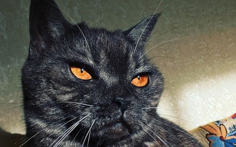 В Instagram на кота из Сыктывкара подписались более 13 тысяч человек