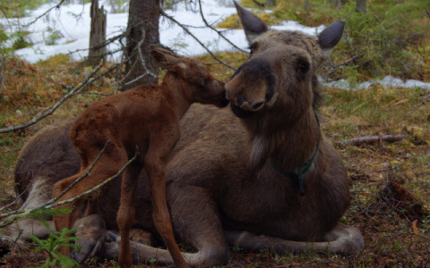 В заповеднике Коми родились шесть лосят