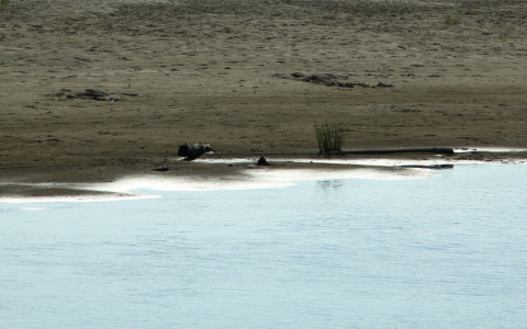 В районе Кировского парка Сыктывкаре пьяная девушка пыталась переплыть реку