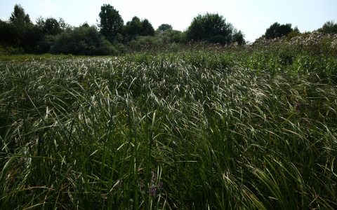 Погода на 26 июня в Сыктывкаре: потеплеет