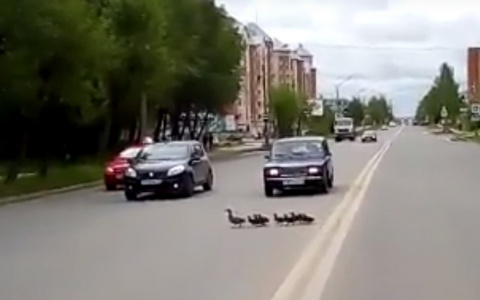 В Сыктывкаре по проезжей части гуляли утята (видео)