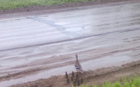 Утка-мать учит своих птенцов переходить дороги в Сыктывкаре (видео)
