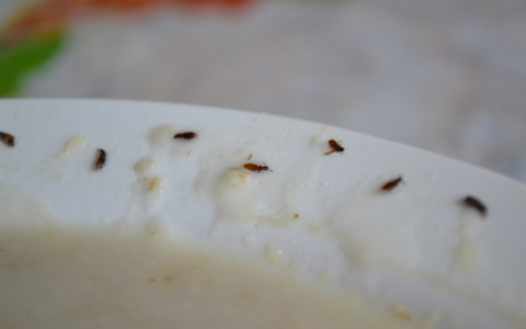 Жительница Коми нашла живых жуков в купленных овсяных хлопьях