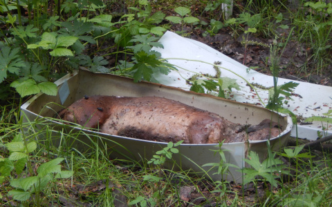 На кладбище домашних животных в Коми трупы поднялись из-под земли