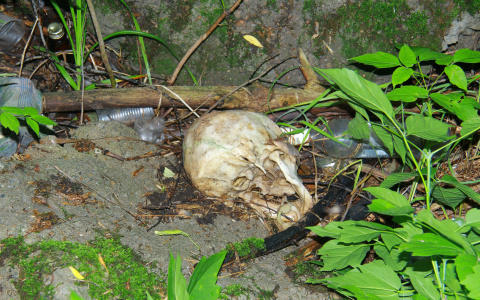 Следователи рассказали, откуда на берегу реки в Коми появились человеческие останки