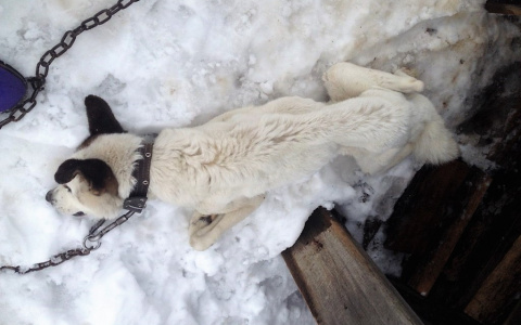 Житель Коми поплатился за то, что замучил до смерти своего пса