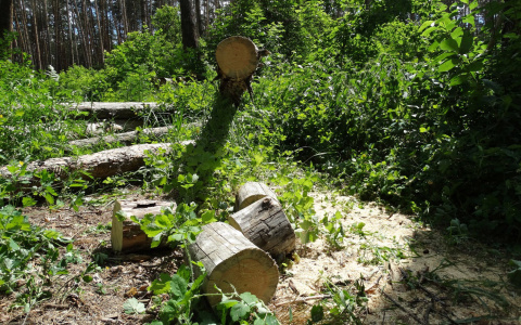 Под Сыктывкаром массово вырубают деревья в любимом месте отдыха горожан