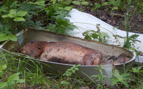 Жители Коми рассказали о кладбище животных, где трупы поднялись из-под земли