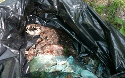 В Коми убрали зловещее кладбище домашних животных, которое всех пугало