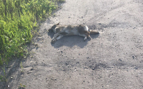 В Коми щенка сбили на машине и бросили умирать на дороге