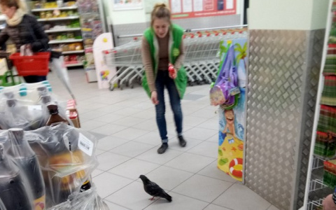 В Сыктывкаре наглый голубь захватил продуктовый магазин (фото, видео)