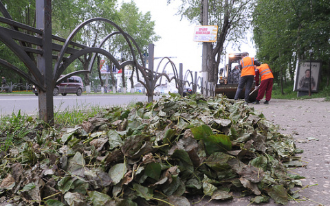 В Сыктывкаре из-за аномального лета листопад начался раньше времени