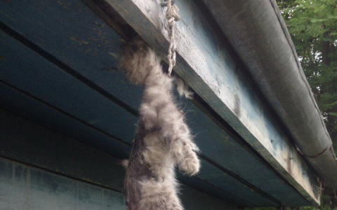 В Коми неизвестные повесили котенка и вспороли ему брюхо (фото)