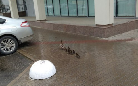 В центре Сыктывкара разгуливают утята с мамой-уткой