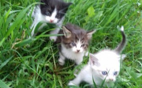 Как в Сыктывкаре найти документы и пристроить котят за один день