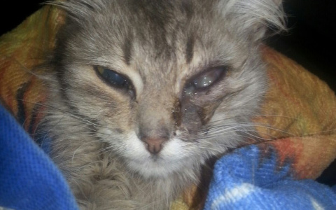 У сыктывкарцев просят деньги на спасение кошки с гниющими глазами