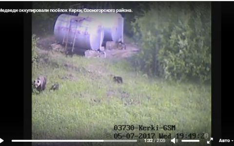 Один из поселков Коми захватило семейство медведей (видео)
