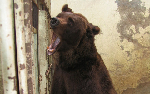 В Коми начнут отстреливать медведей и лосей, гуляющих рядом с людьми