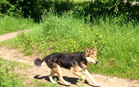 В Коми бродячая собака напала на ребенка прямо на детской площадке
