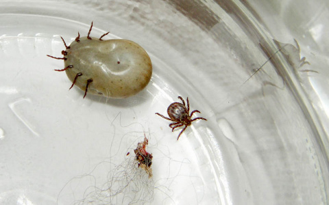 В Коми за неделю 73 человека пострадали от укусов клещей