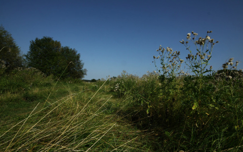 Синоптики рассказали, вернутся ли в Сыктывкар дожди и похолодание